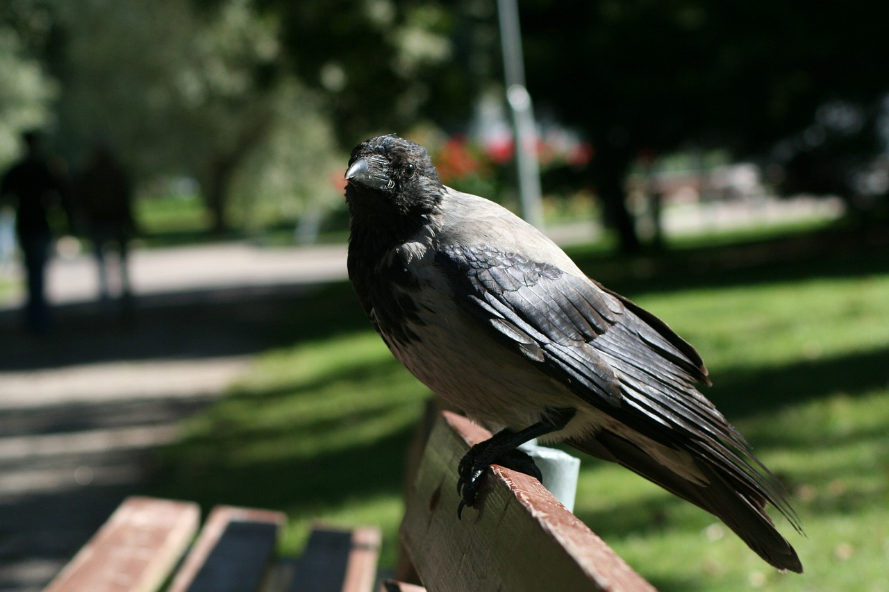 Мосприрода предупредила об агрессивных воронах в Москве, фото