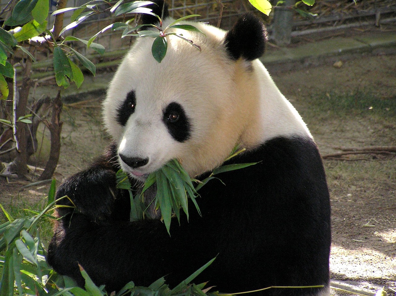 В Московский зоопарк из Китая привезли двух панд, фото