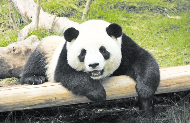 Трансляция из вольеров панд в столичном зоопарке заработает с 1 июля, фото