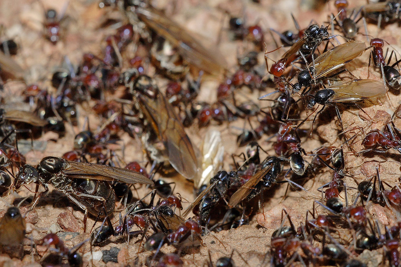 В Москве появилось большое количество летающих муравьев, фото