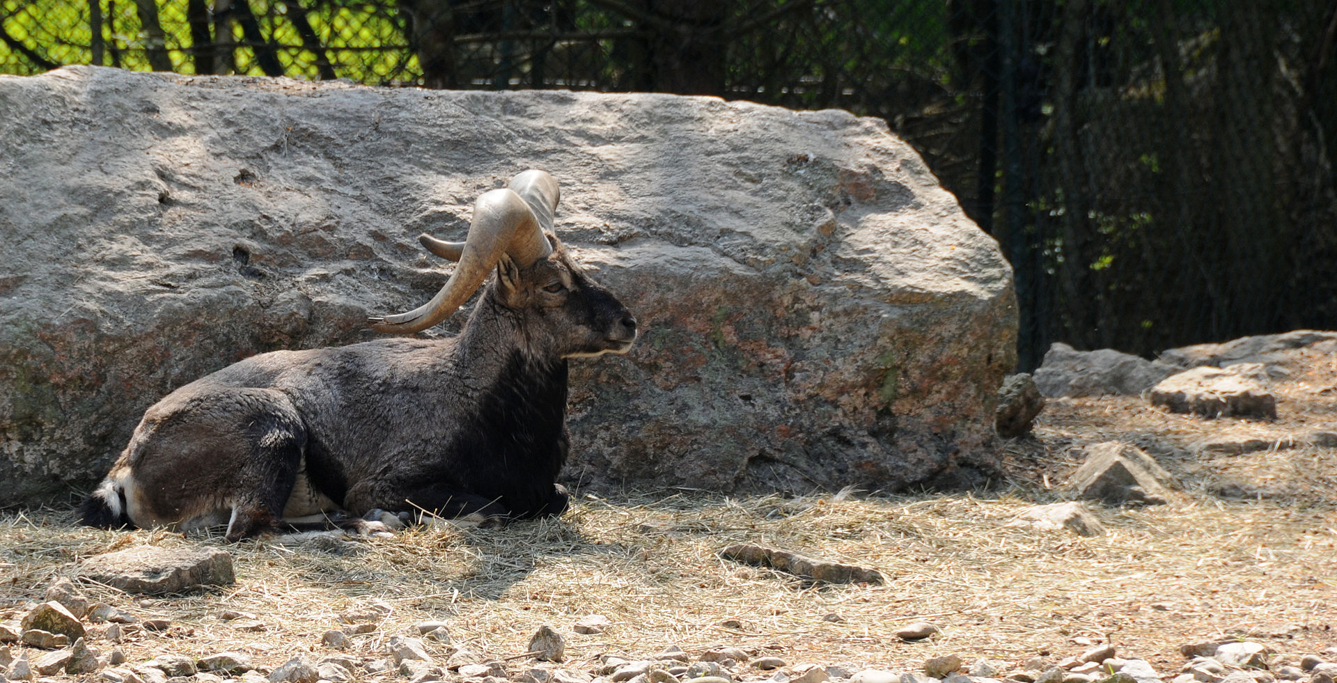 В Московском зоопарке родился детеныш голубого барана, фото