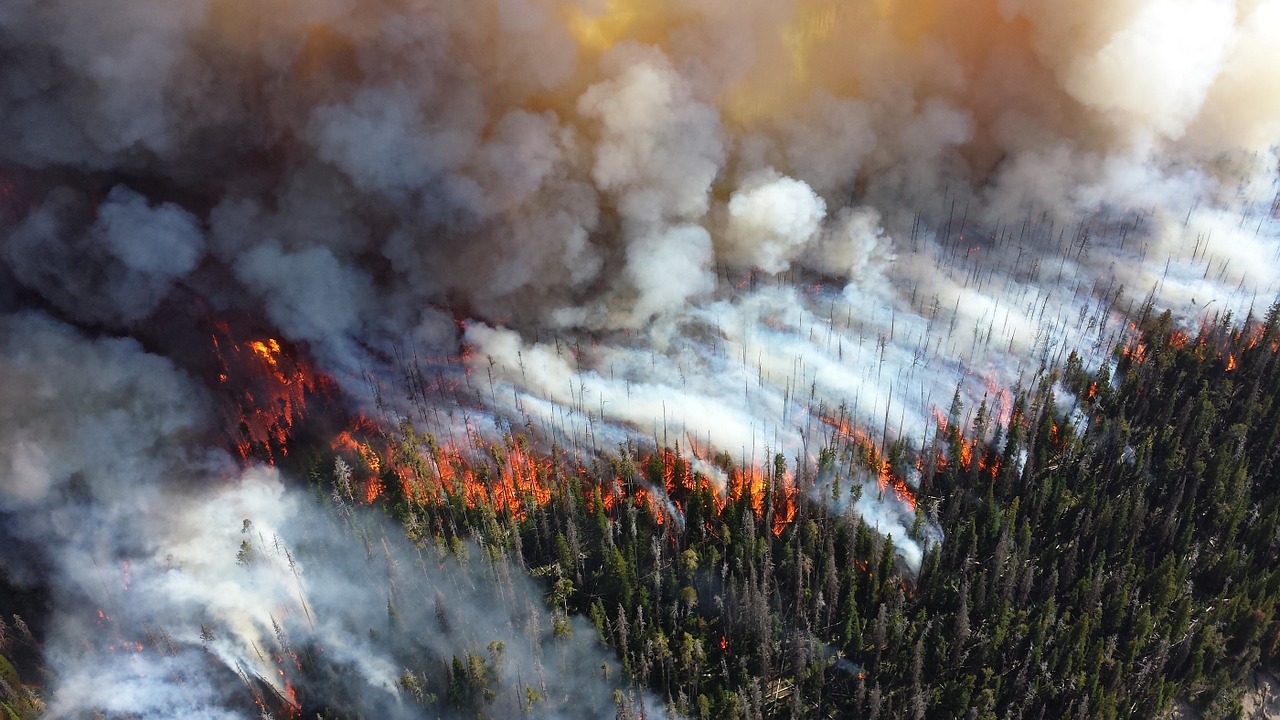 Greenpeace: Дым от сибирских пожаров может дойти до Москвы, фото