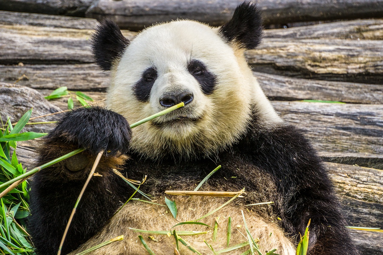 Московский зоопарк запустил online-трансляцию жизни панд, фото