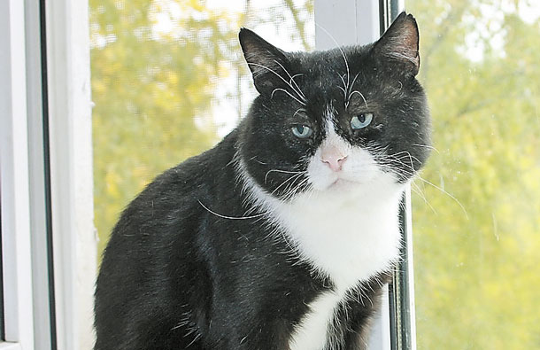Самый грустный в мире кот ищет дом, фото