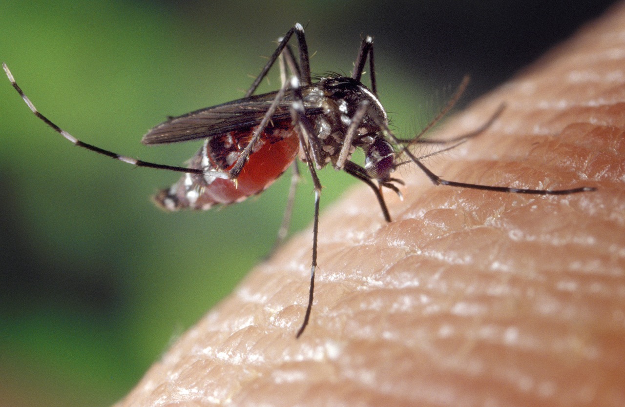 В Москве резко снизилась популяция комаров, фото