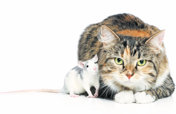 Кошки-мышки | МОЙ РАЙON