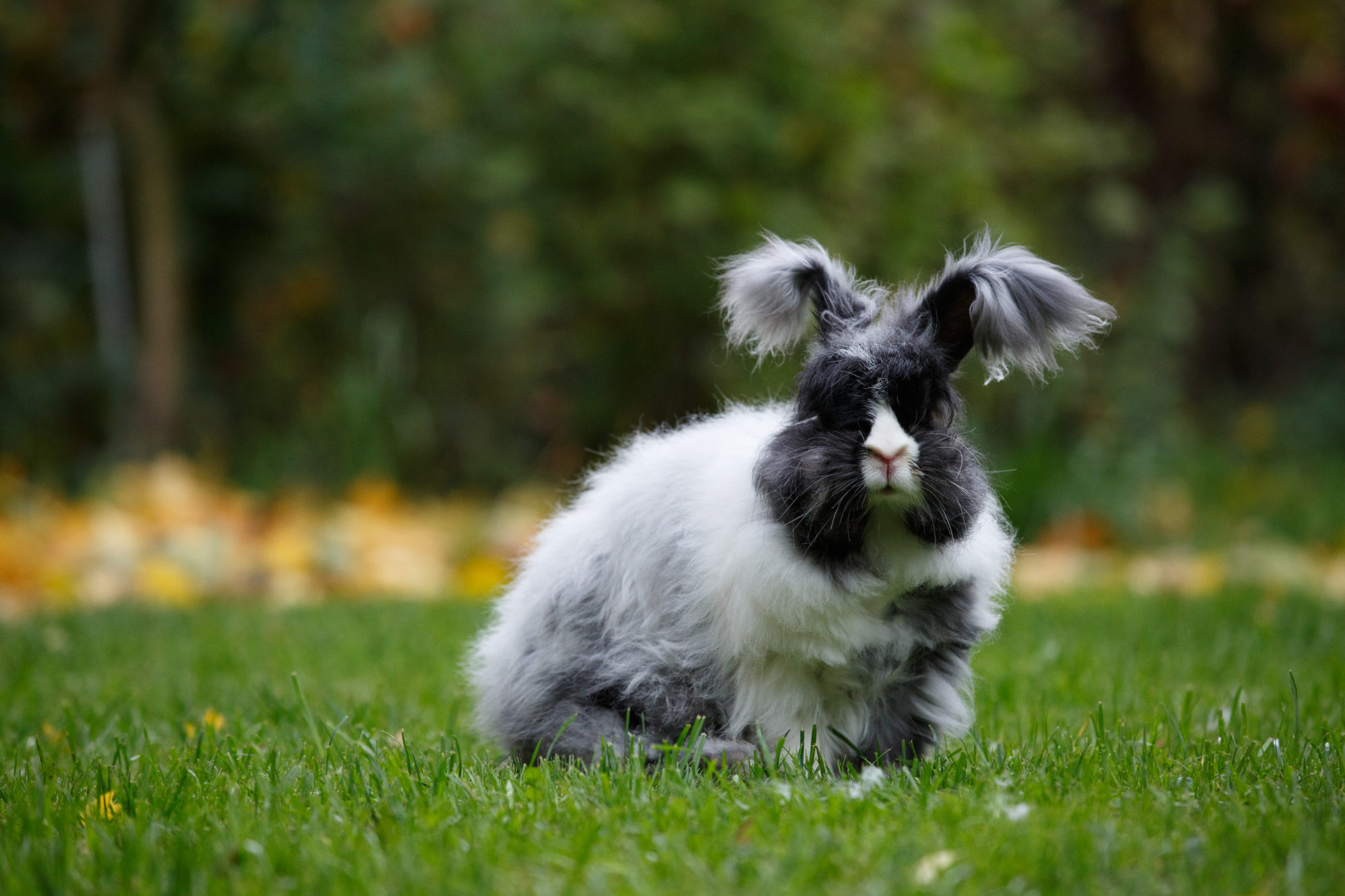 Кролики – это не только ценный мех, но и пух, фото