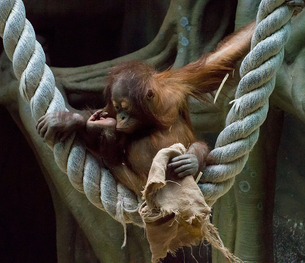 В Московском зоопарке родился редкий суматранский орангутан, фото