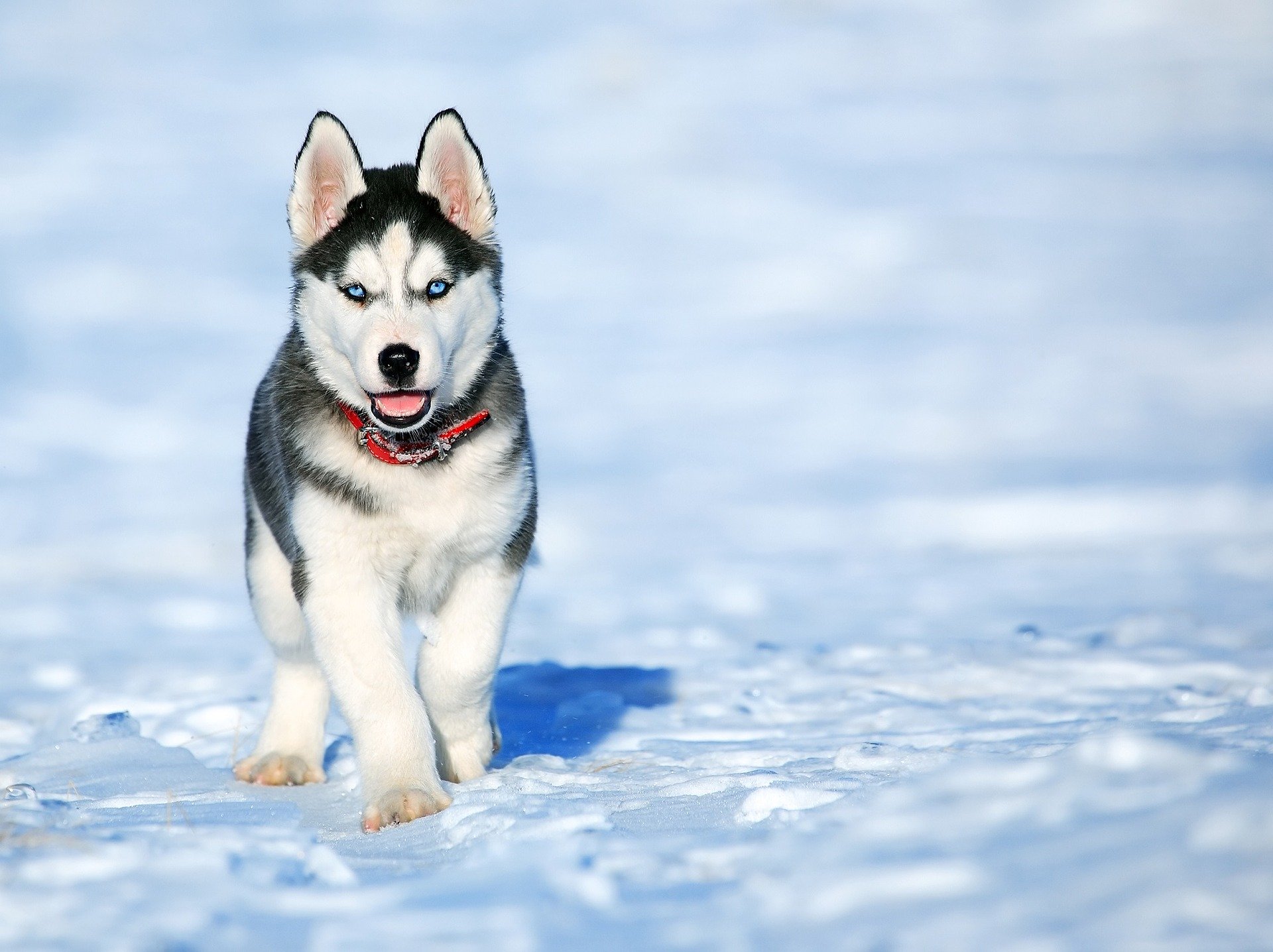 Названы самые популярные у россиян породы собак, фото
