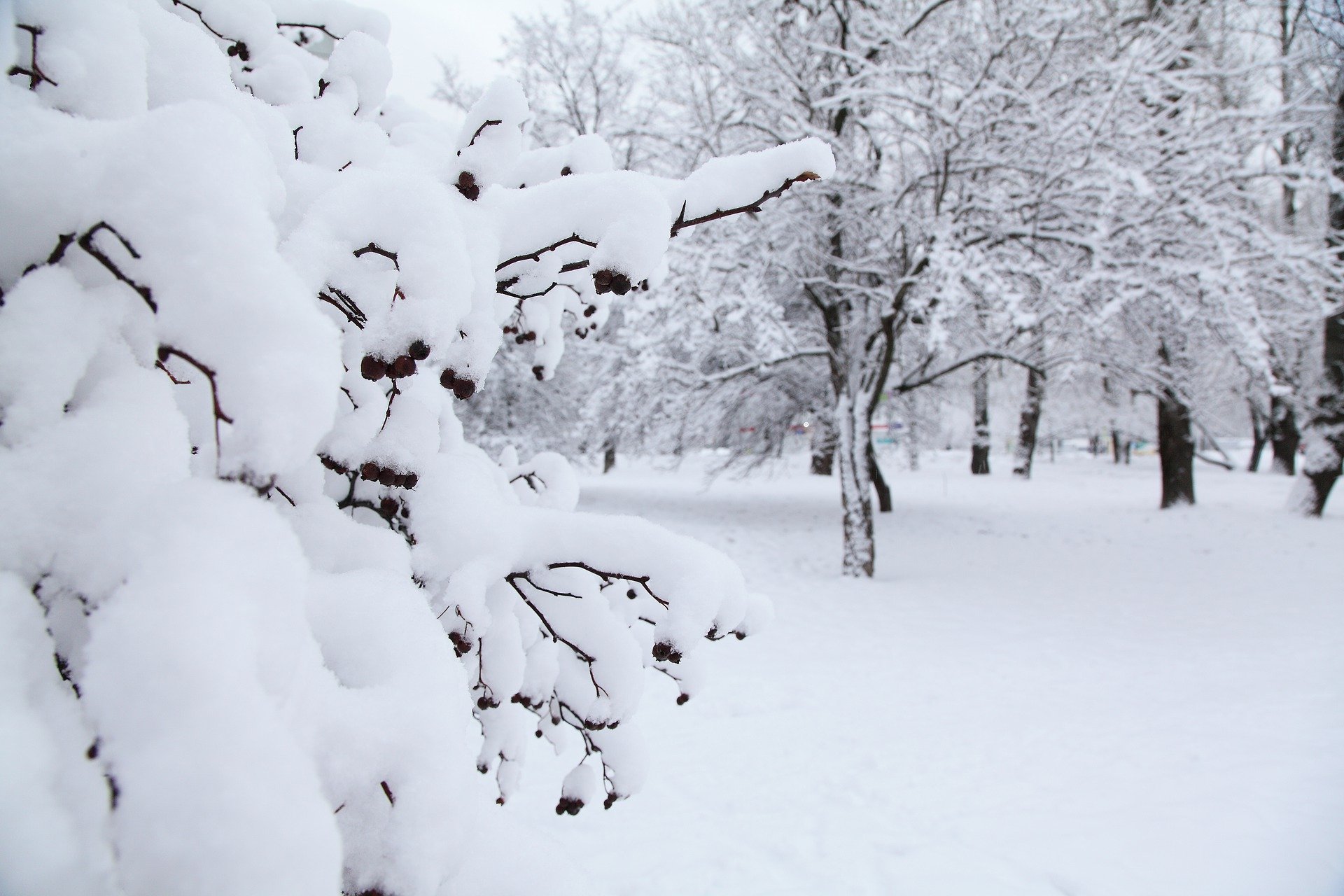 Снежный покров в Москве может появиться только к концу декабря, фото