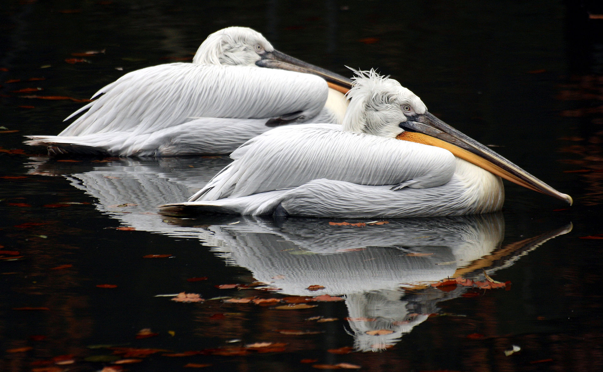 Кудрявые пеликаны появились на свет в Московском зоопарке, фото