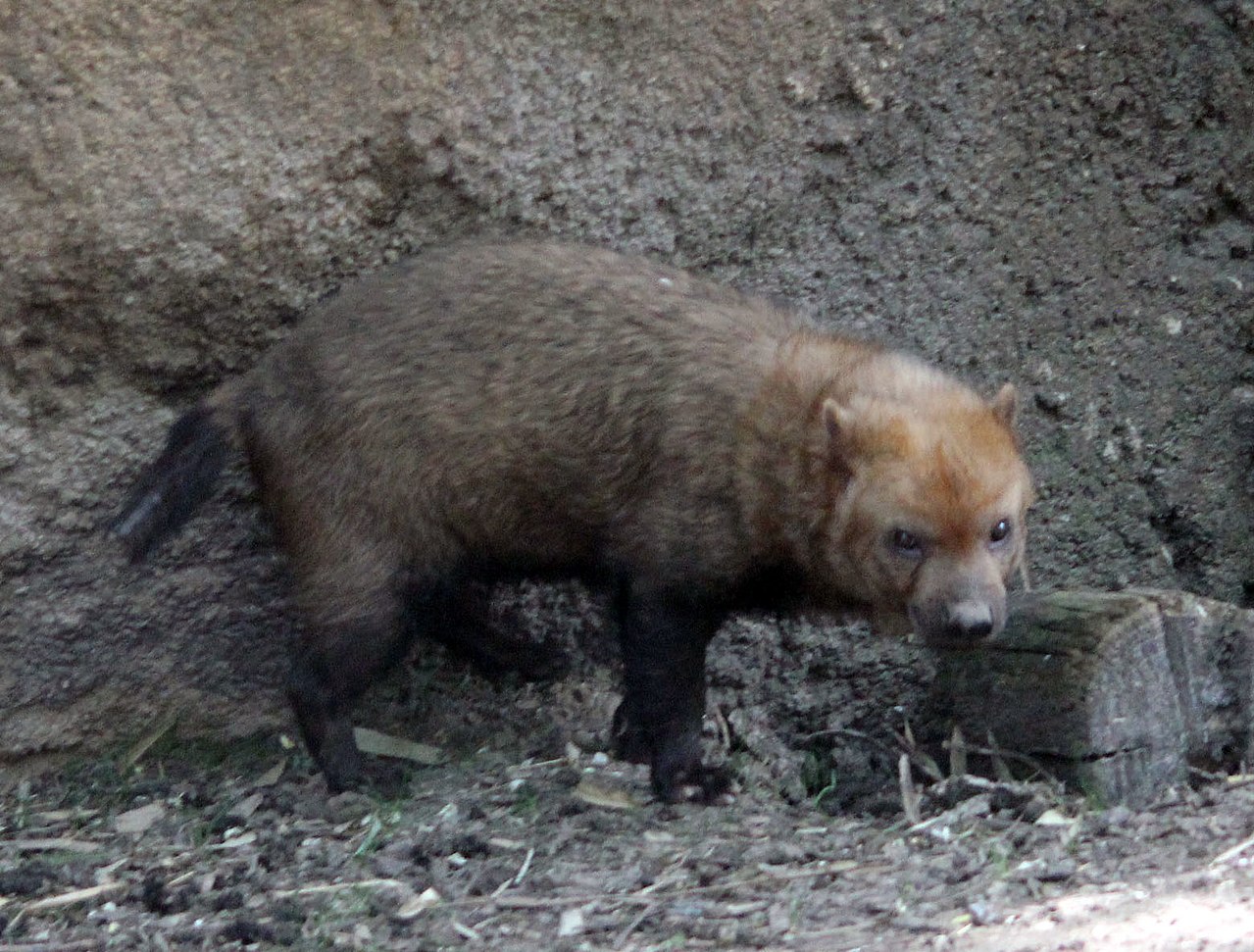 В Московском зоопарке родились щенки кустарниковых собак, фото