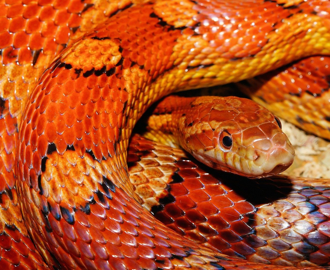 Голубые и королевские змеи родились в Московском зоопарке, фото
