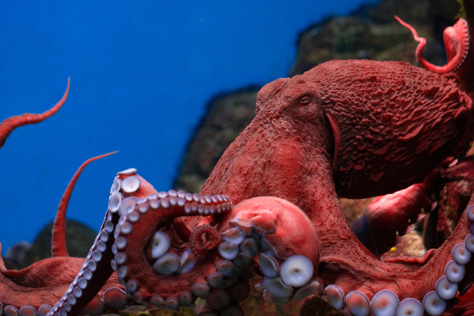 В «Москвариуме» на ВДНХ отметят Всемирный день осьминога, фото