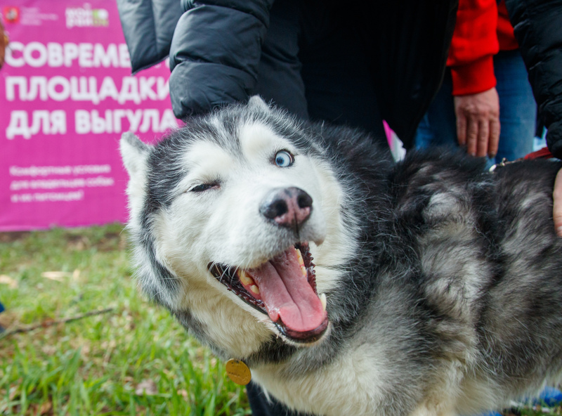 «Питомцы в Москве» создадут современную площадку для выгула собак, фото
