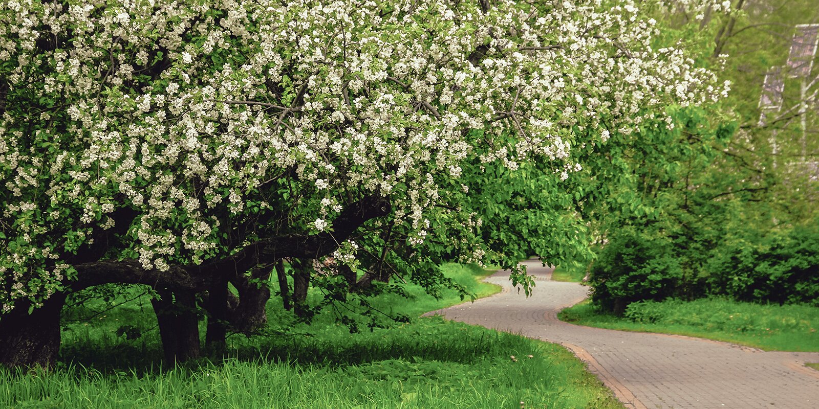 Яблоневый сад на Аминьевском шоссе превратится в благоустроенный парк, фото