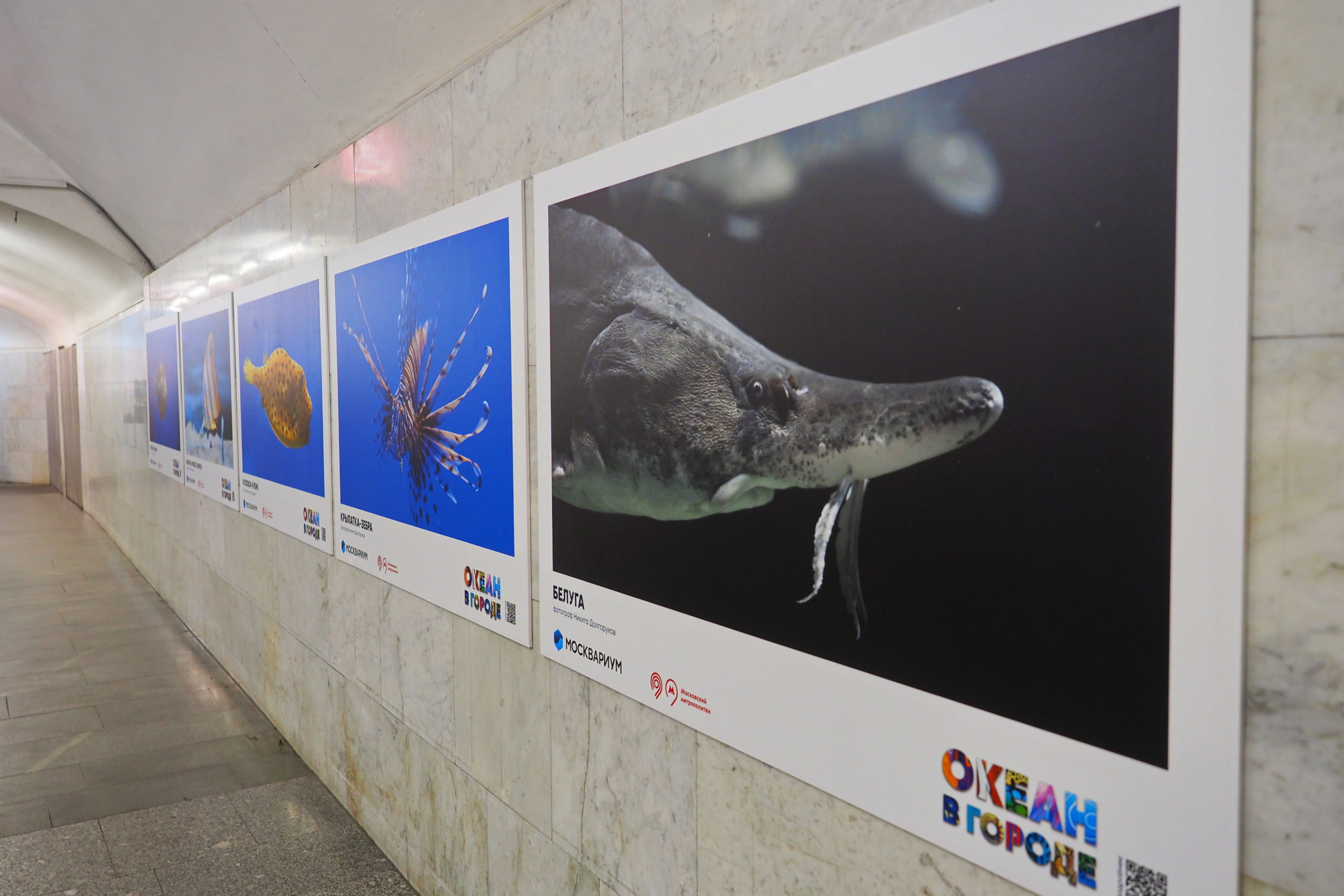 «Океан в городе» – фотовыставка «Москвариума» в Московском метрополитене, фото