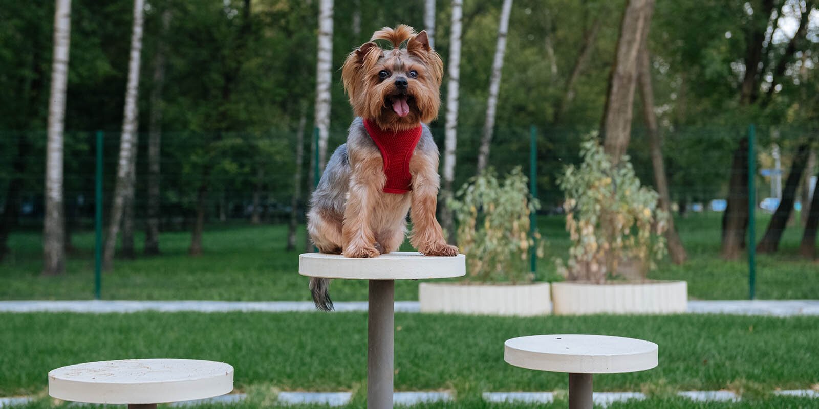 В Косино-Ухтомском появится современная площадка для собак, фото