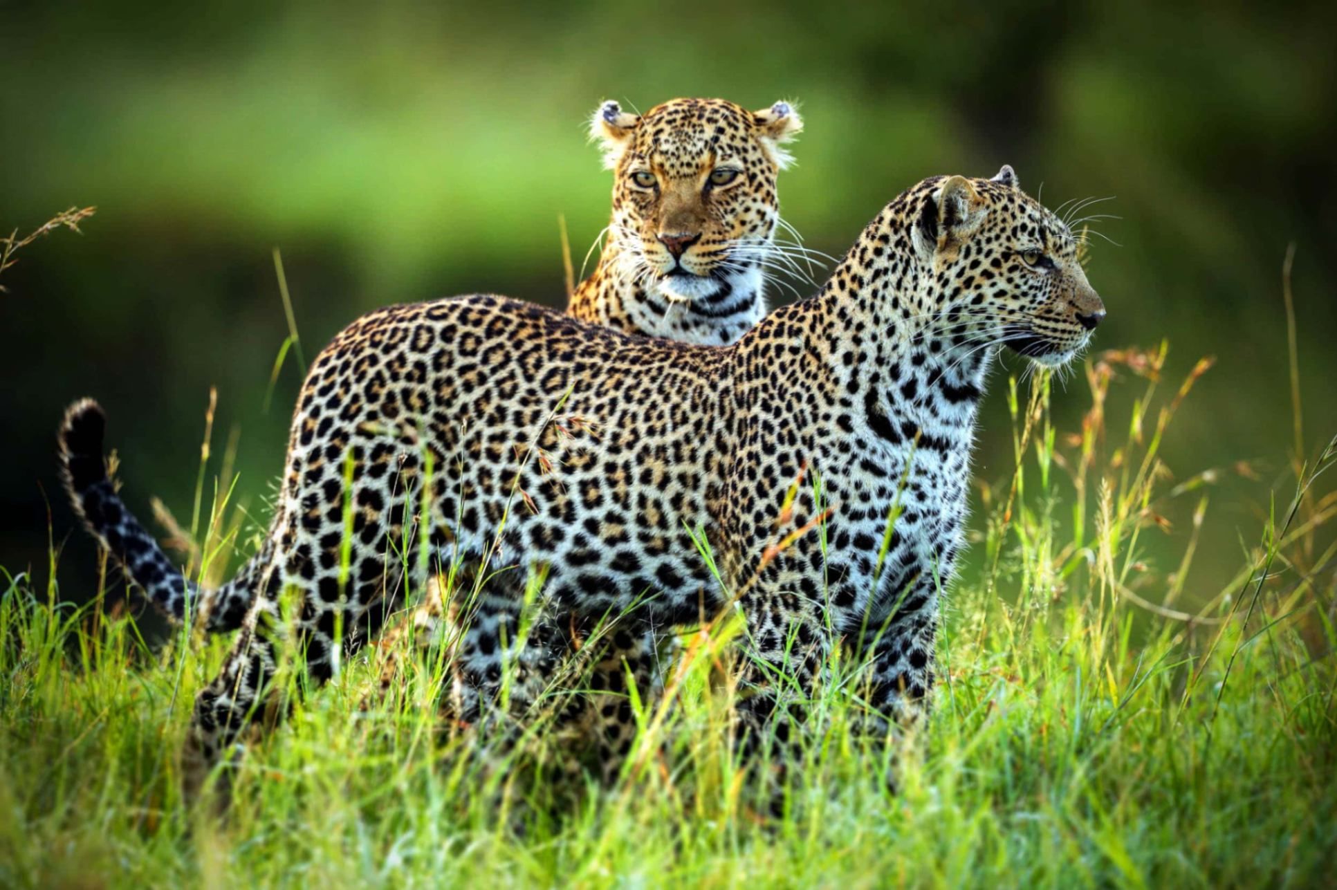 «РГ-Девелопмент» вносит вклад в сохранение популяции леопарда, фото