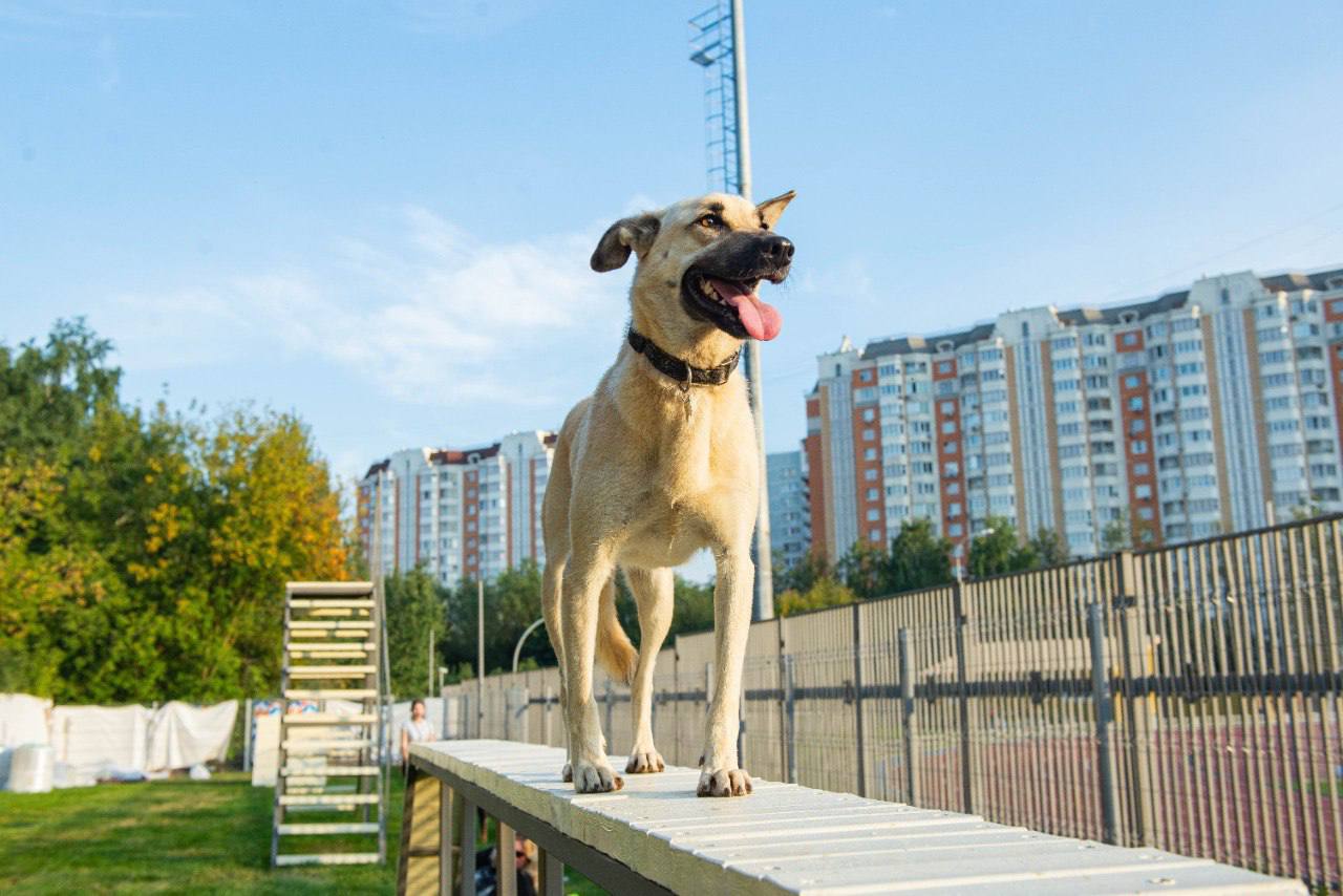 В Бирюлёво Восточном появится новая площадка для собак, фото