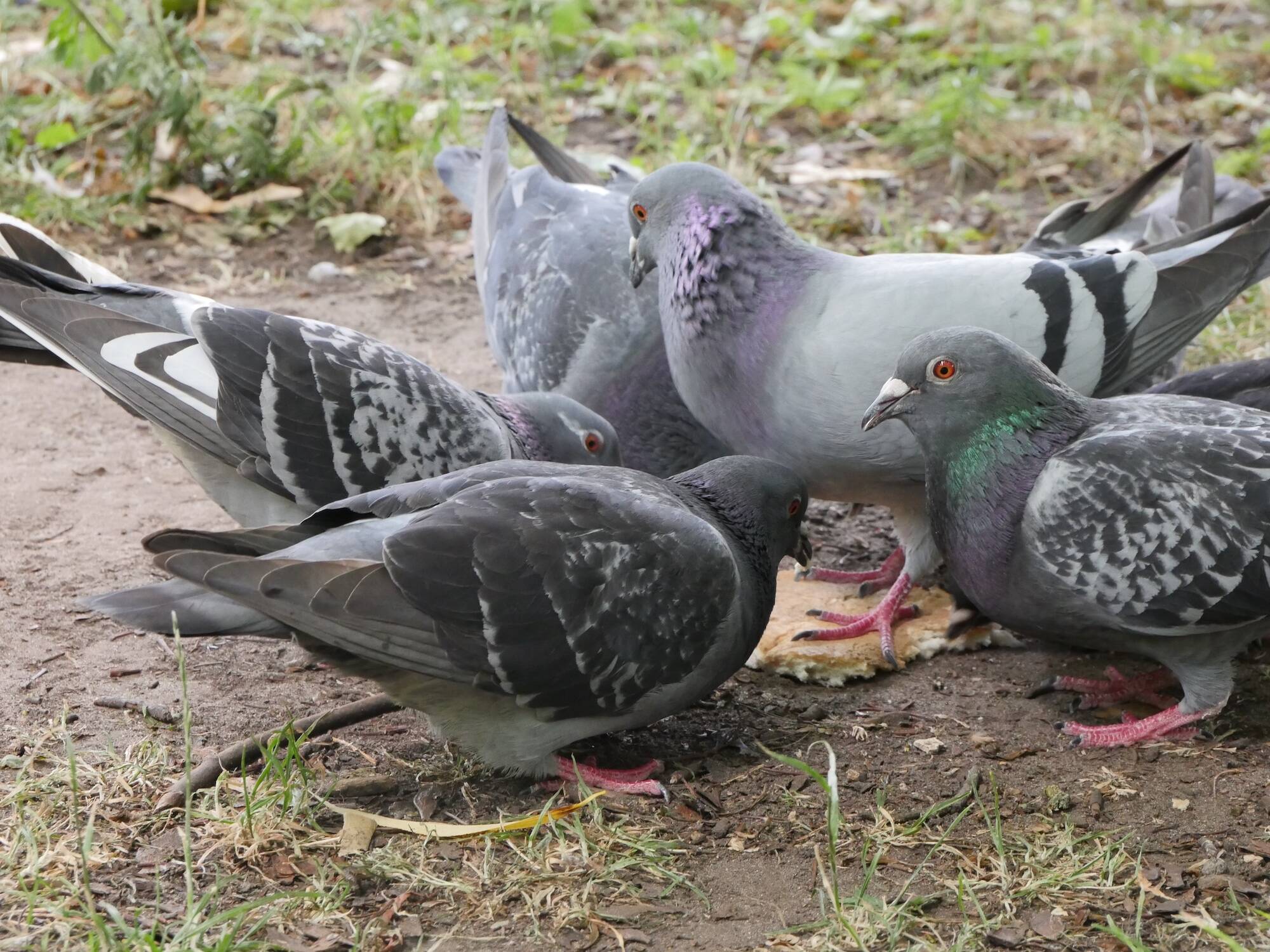 Дети против голубей: в Молжаниновском районе разгорелся конфликт из-за птиц  , фото