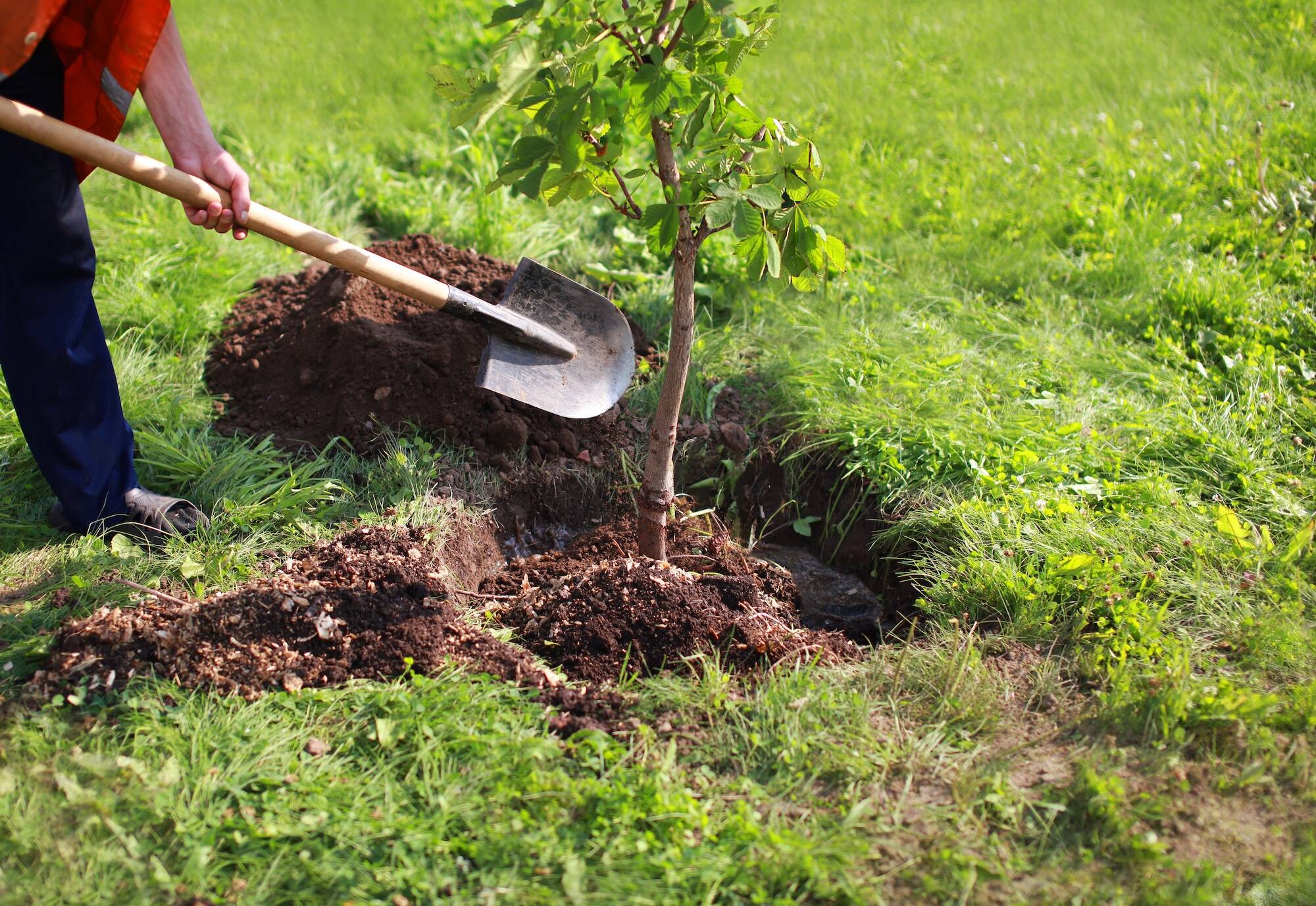 Жителям Выхино-Жулебино помогут озеленить двор , фото
