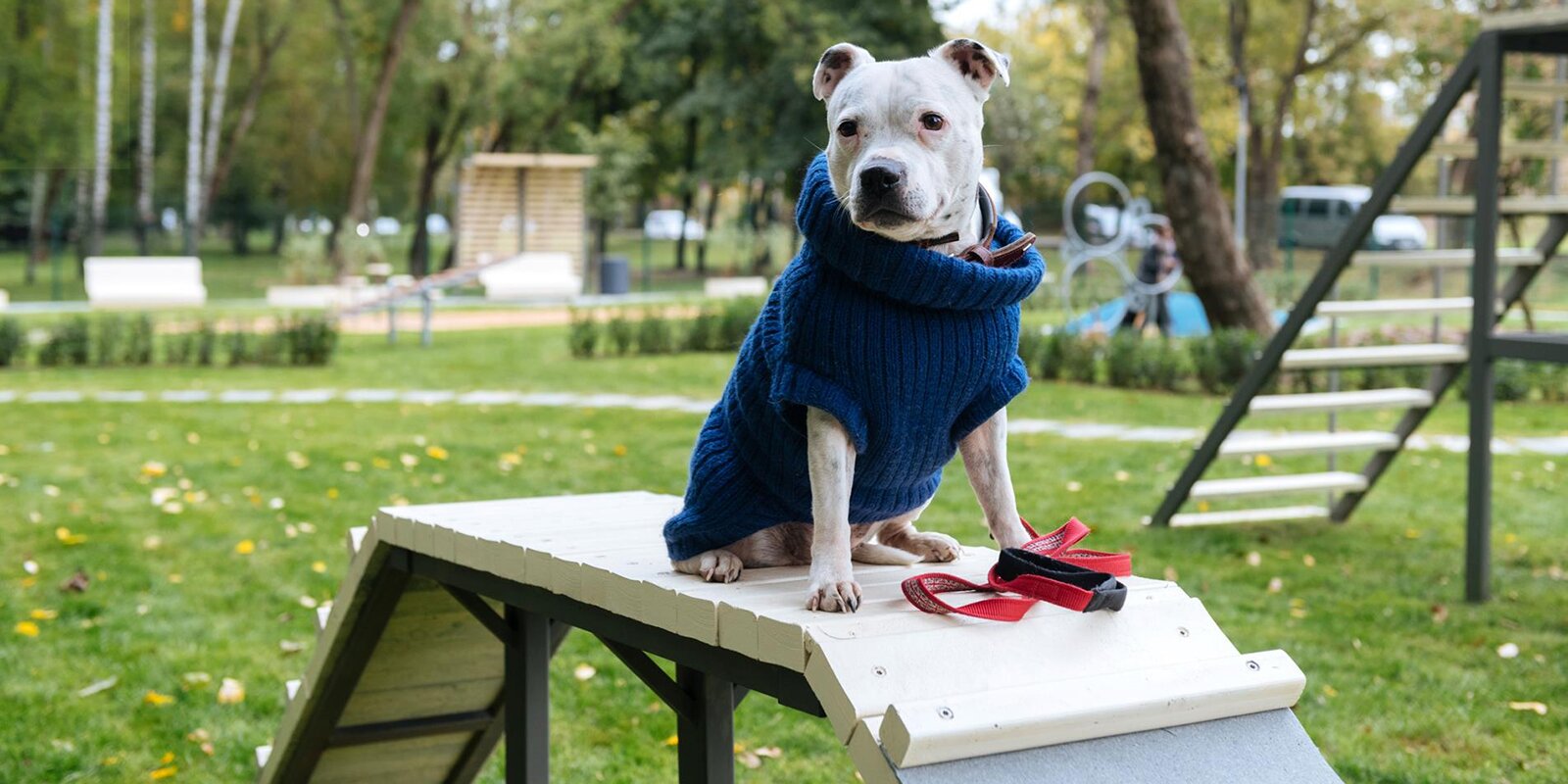 В Лефортово обновлена площадка для выгула собак, фото