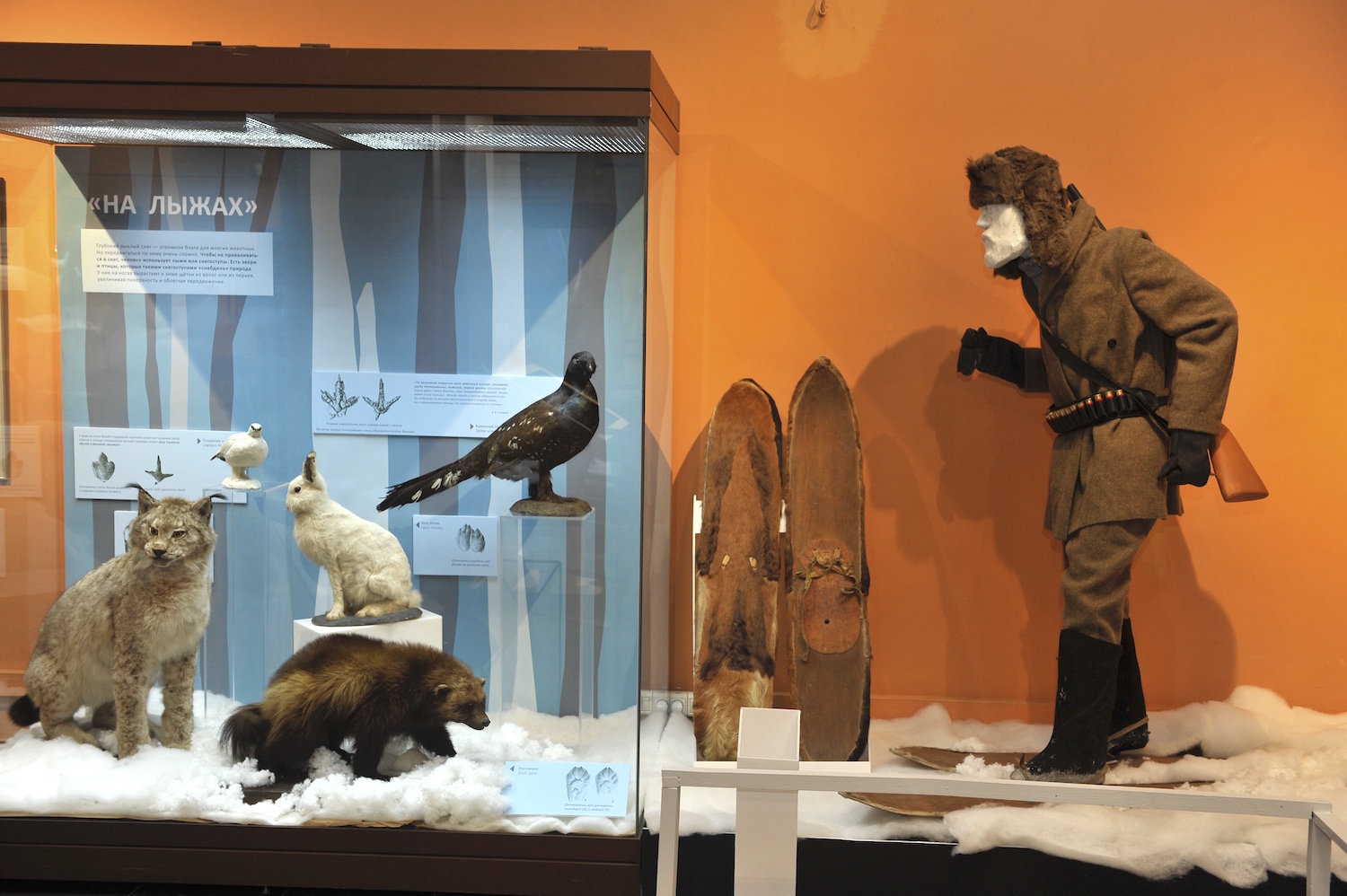 В Дарвиновском музее открылась выставка, посвящённая зимовке животных, фото