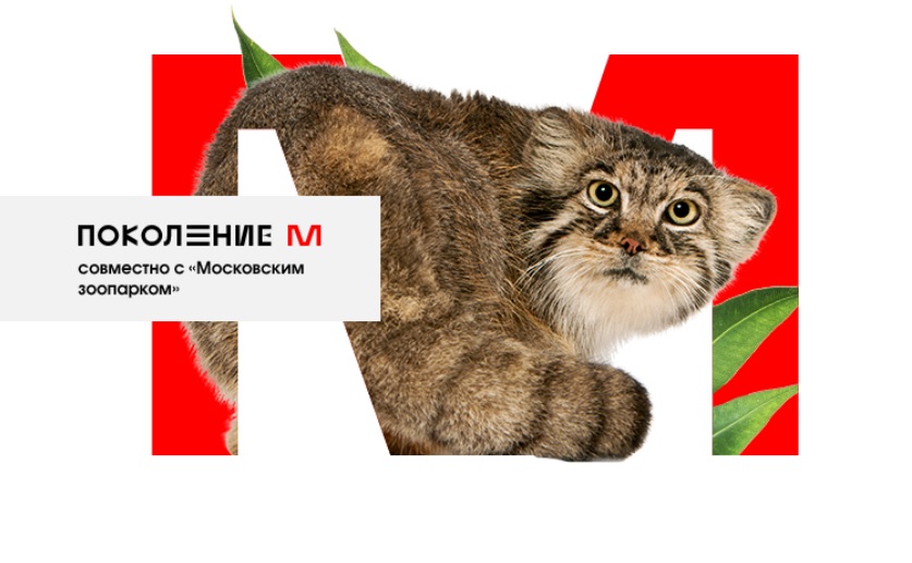 Московские школьницы стали призерами всероссийского творческого онлайн-лагеря, фото