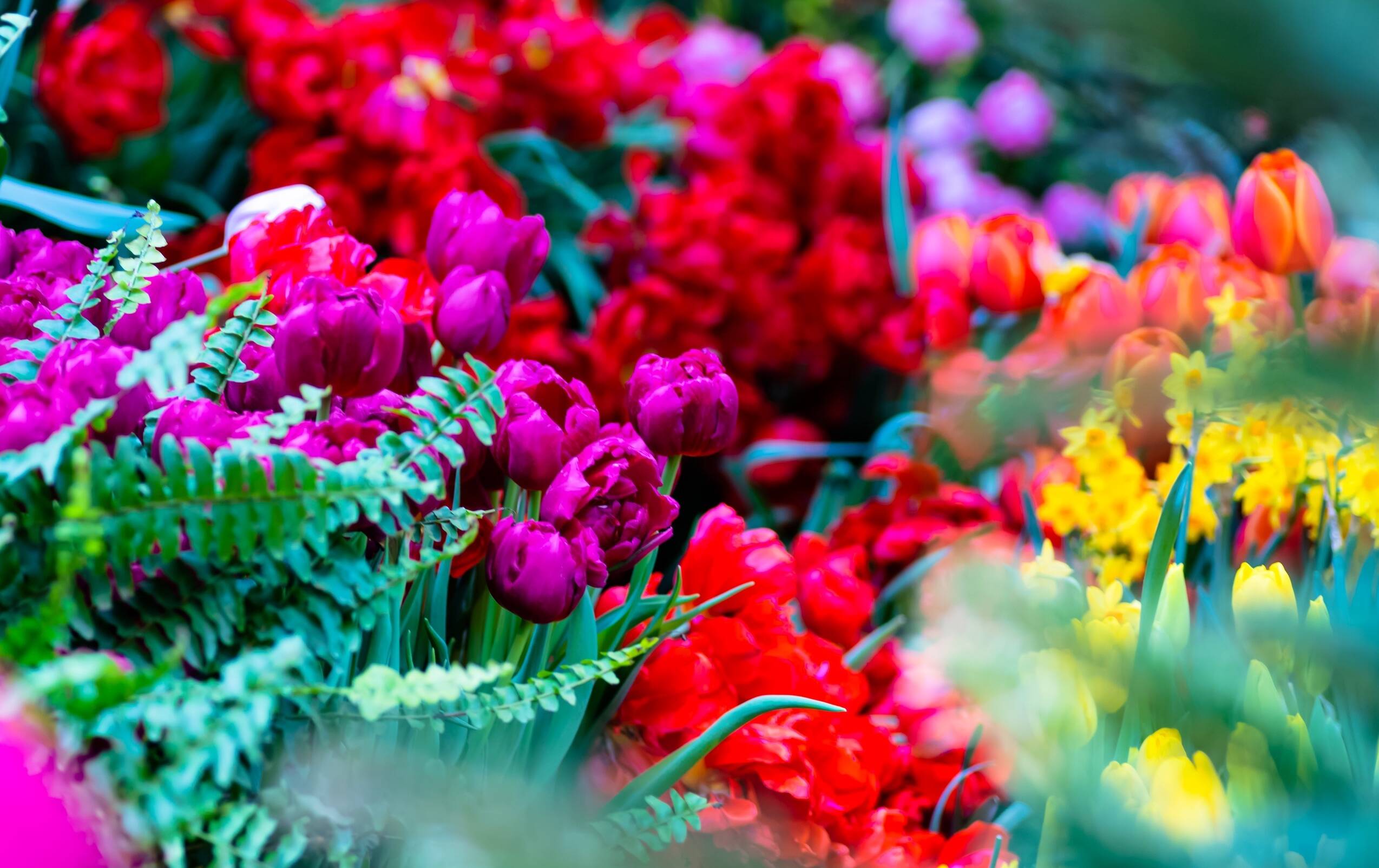 Запах арбуза и карамели: в «Аптекарском огороде» откроется выставка тюльпанов, фото