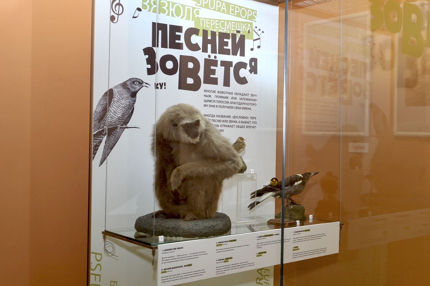 Почему их так назвали: необычная выставка о животных проходит в Дарвиновском музее, фото