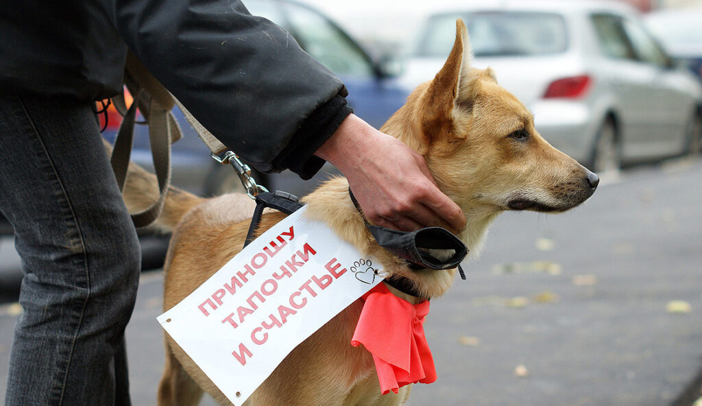 Москва выходная. Помощь животным, фестиваль документального кино и викторианские чтения  фото