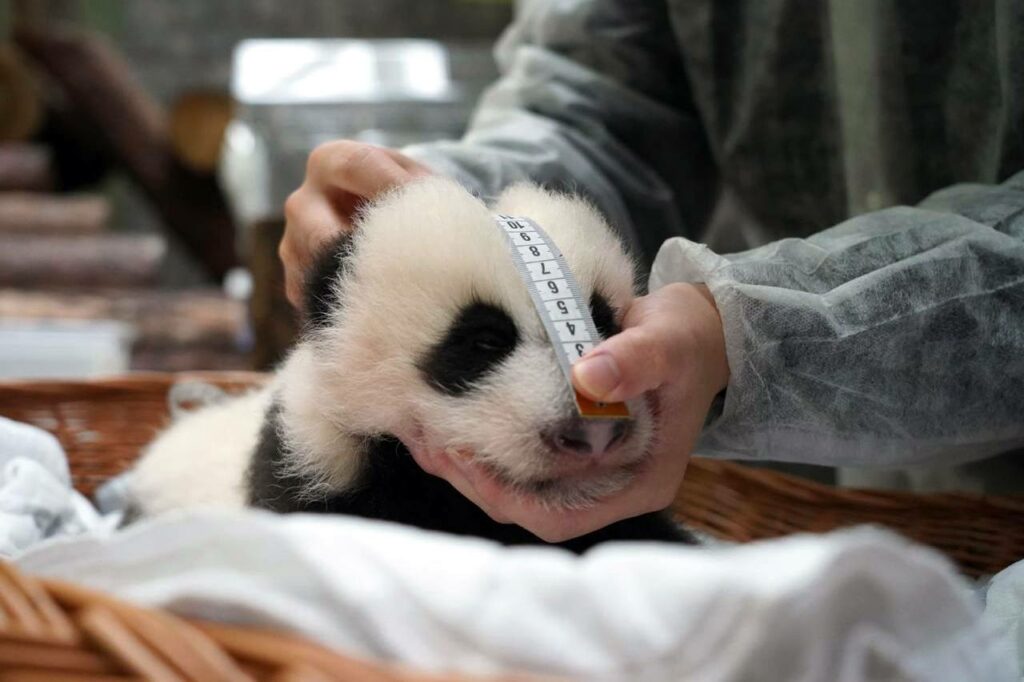В Московском зоопарке рассказали, как развивается панда Катюша  фото