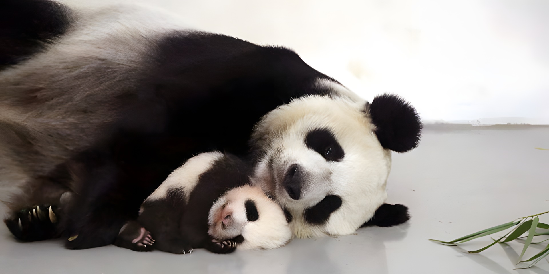В Московском зоопарке рассказали, как развивается панда Катюша, фото