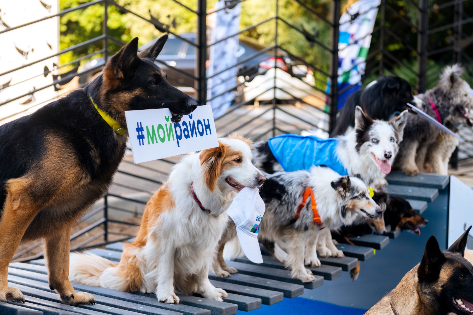 До конца года в Москве появятся 24 обновленные площадки для выгула собак, фото