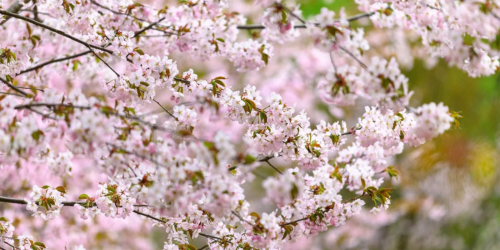 Сакура начала цвести в Восточном Бирюлево, фото