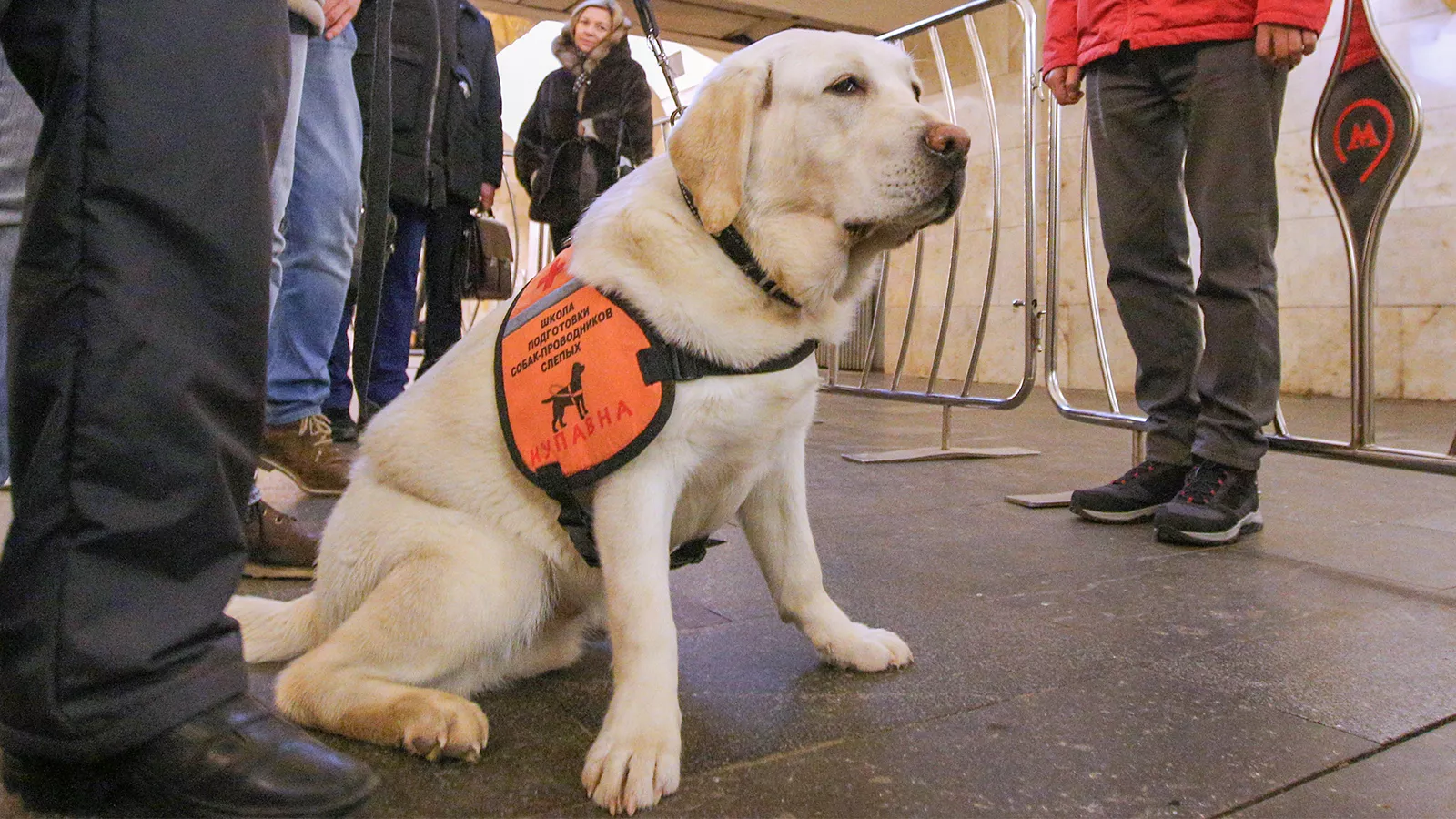 Обучение собак-проводников возобновили в московском метро, фото
