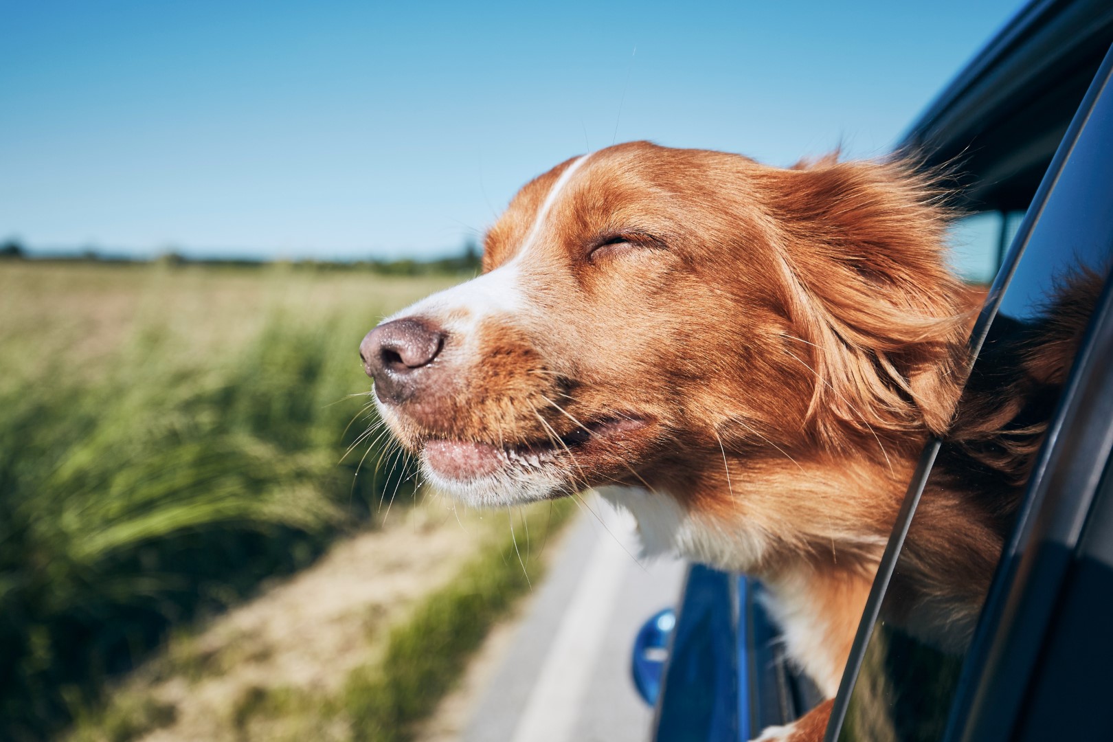 Москвичам рассказали, как правильно перевозить домашних животных в машине