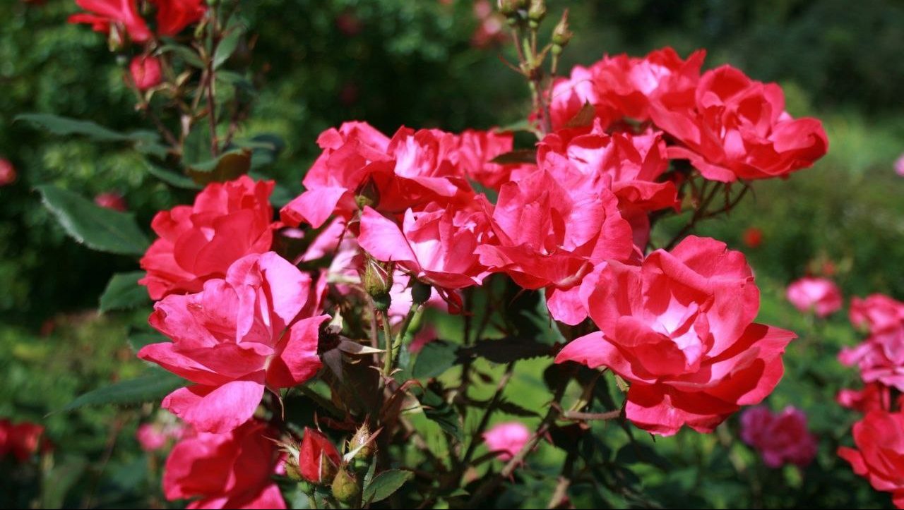 Праздник роз отметят в Ботаническом саду МГУ, фото