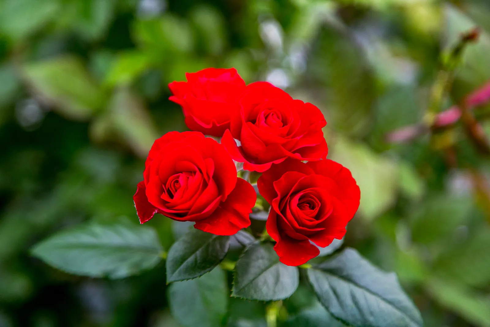 Лекция о розах состоится 23 июня в Ботаническом саду МГУ на Ленинских горах, фото