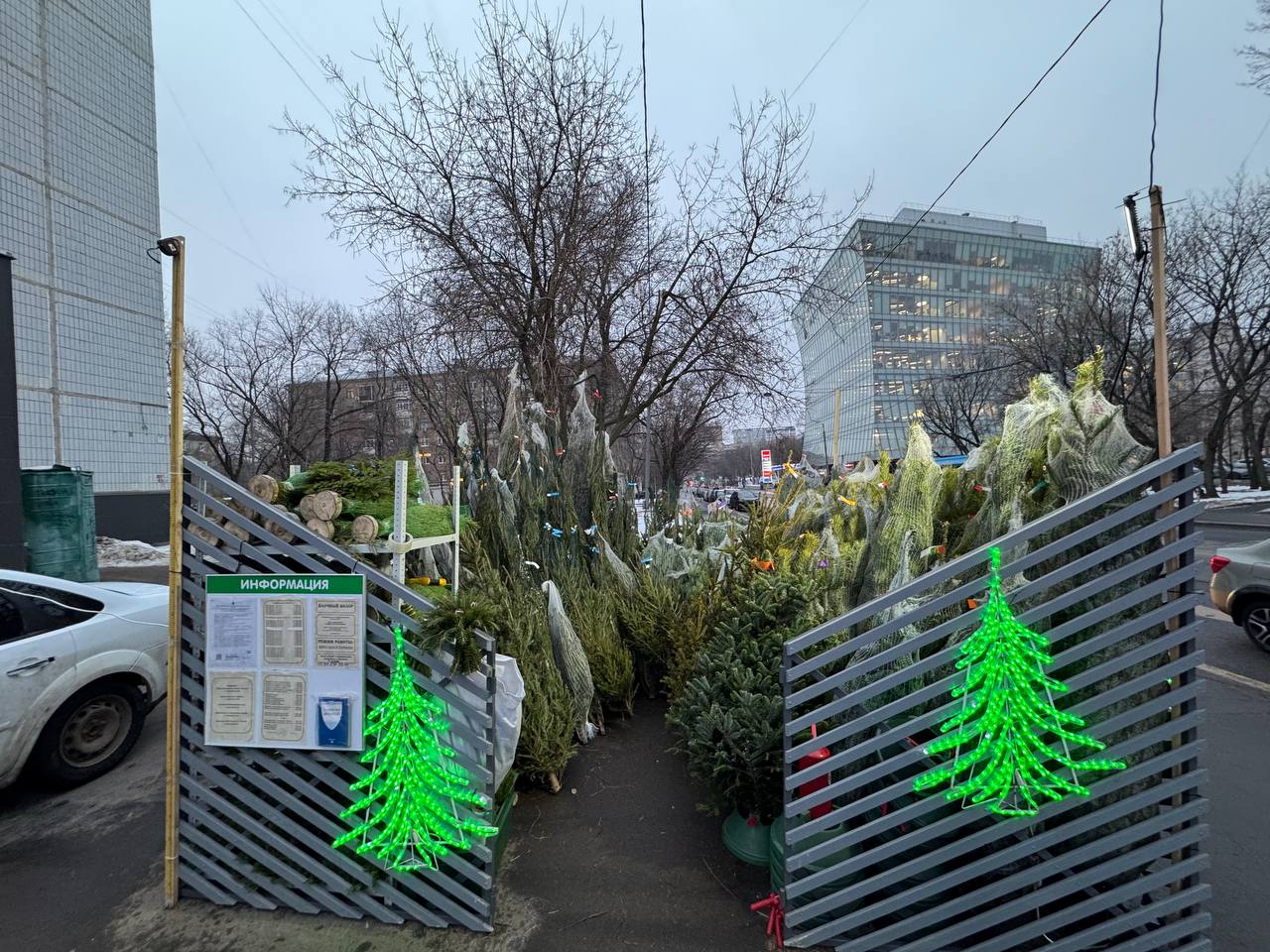 Самое хвойное место: где купить елку в Мещанском, фото