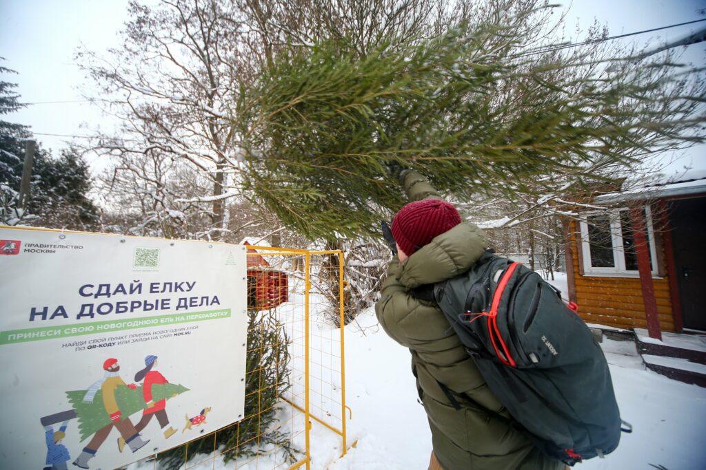 «Елочный круговорот»: как старые новогодние деревья помогут природе  фото