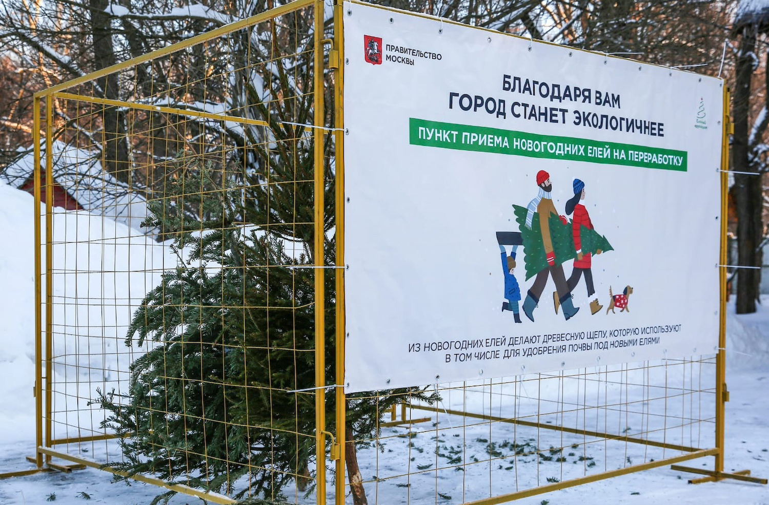 Жителям Крылатского рассказали, куда сдать живую елку после Нового года, фото