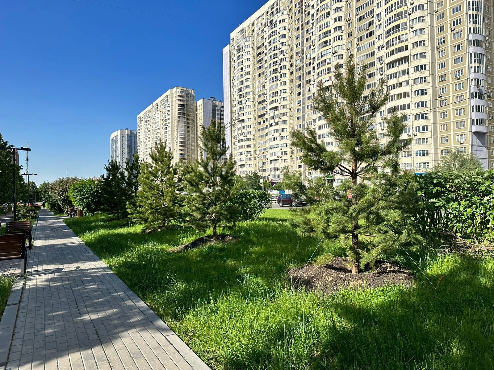 Более 600 деревьев и 10 тысяч кустарников высадили в Куркино, фото