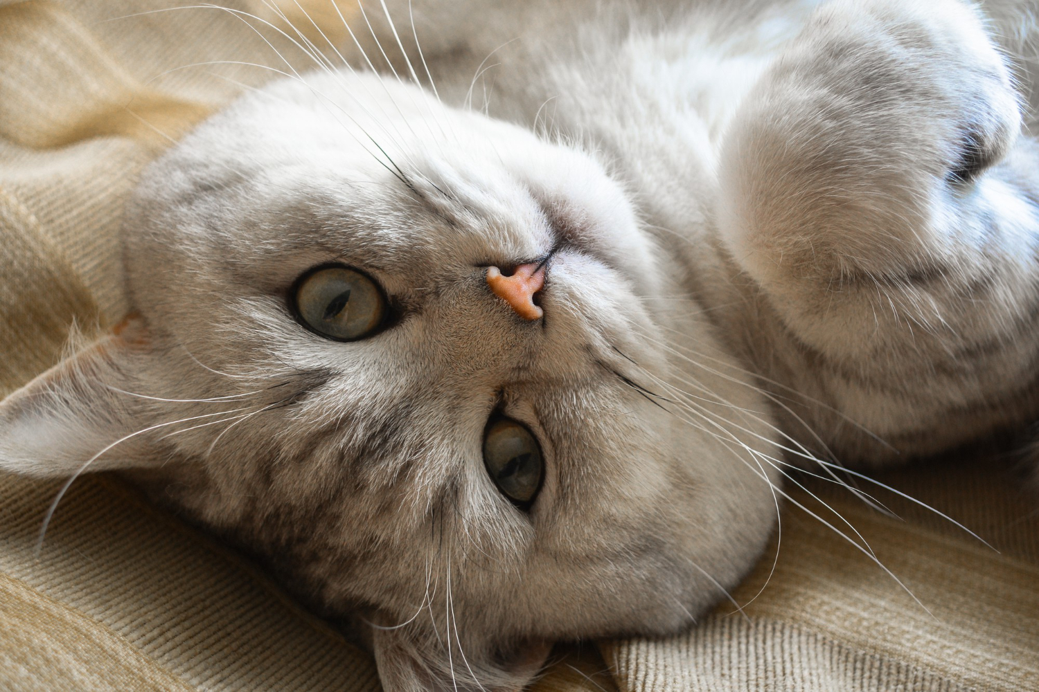 Выставка «Котомания» откроется в Кунцево, фото