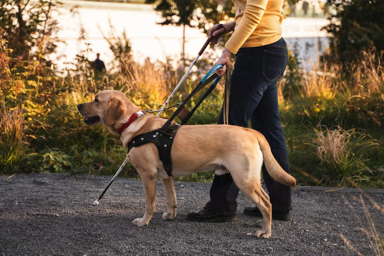 Фотовыставка о собаках-поводырях пройдет в музее-усадьбе «Люблино», фото