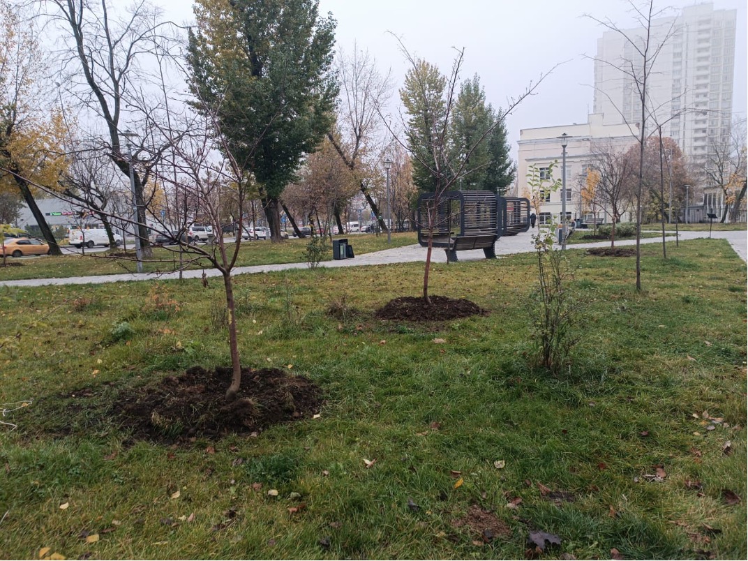 В Марьиной Роще завершилась осенняя высадка деревьев и кустарников, фото