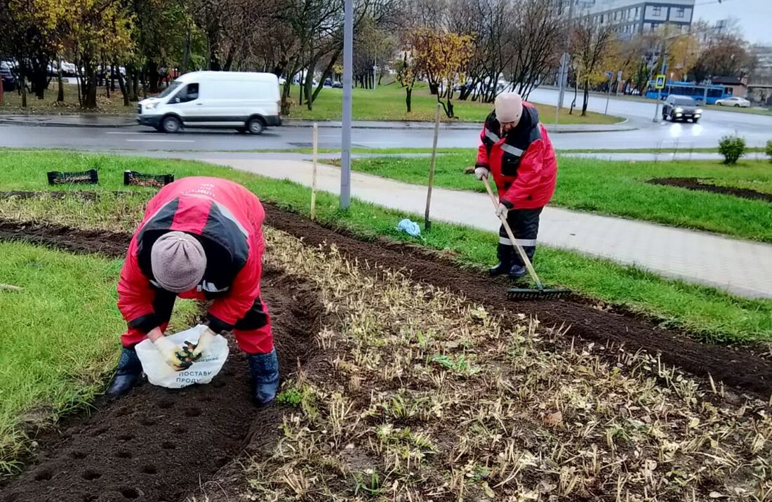 Новые клумбы зацветут весной тюльпанами в Останкинском, фото