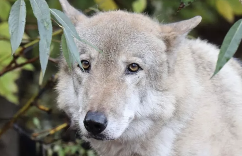 Волк Тарзан умер от рака в Московском зоопарке, фото