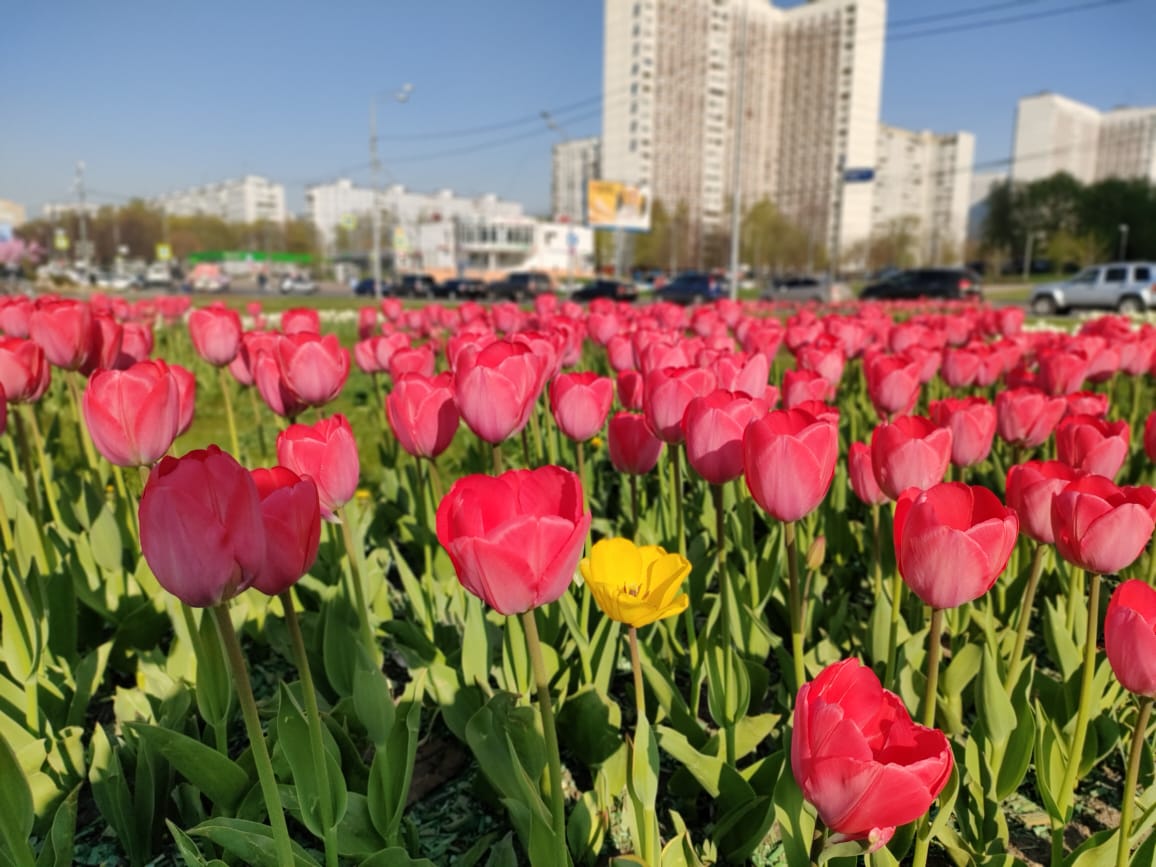 Высадка тюльпанов завершилась в Зябликово, фото